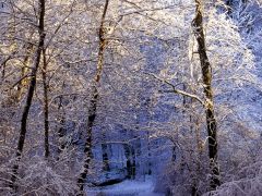 Tapeta Nature trees with snow 006.jpg